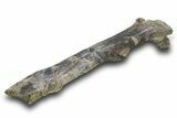 Fossil Hadrosaur (Edmontosaurus?) Femur - Montana #379470-3